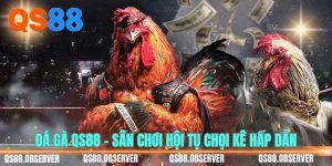 Đá gà QS88 - Sân chơi hội tụ chọi kê hấp dẫn